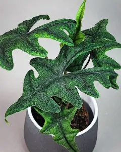 Alocasia Jacklyn