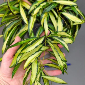 Hoya Wayeti tricolor 