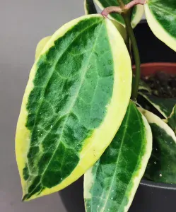 Hoya Macrophylla Variegata