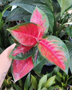 Aglaonema commutatum Suksom Jaipong Chilli