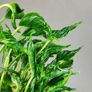 Epipremnum aureum Shangri-La ”"Godzilla"