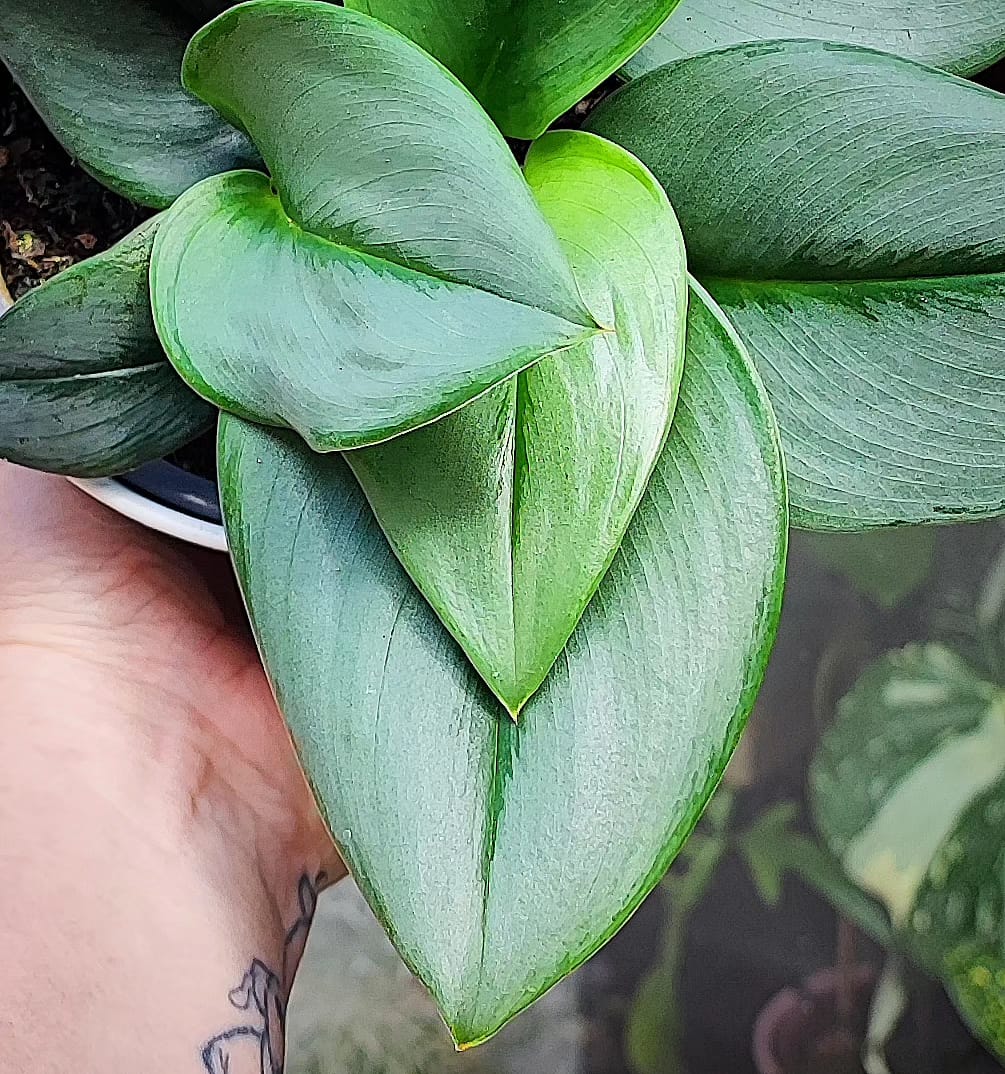 Scindapsus Treubii Moonlight