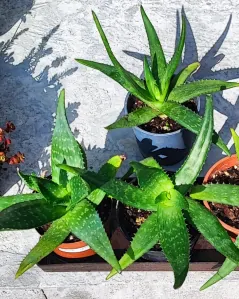 Pravá poctivá domácí Aloe Vera