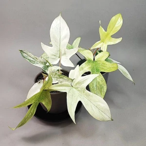 Philodendron Florida Ghost Mint