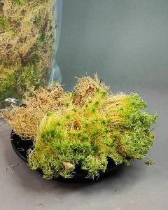 Rašeliník kostrbatý..Sphagnum squarrosum.