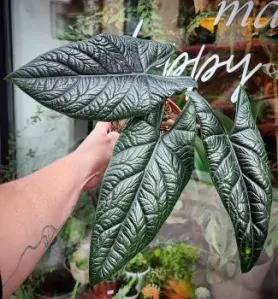 Alocasia Scalprum