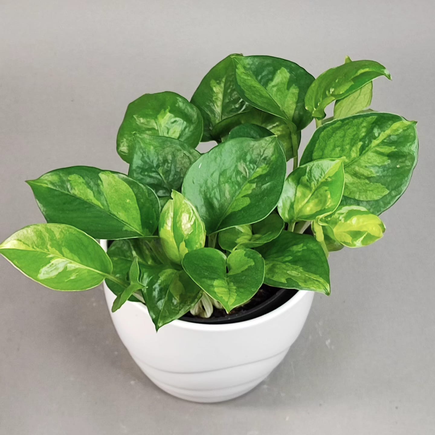 Epipremnum aureum Global green