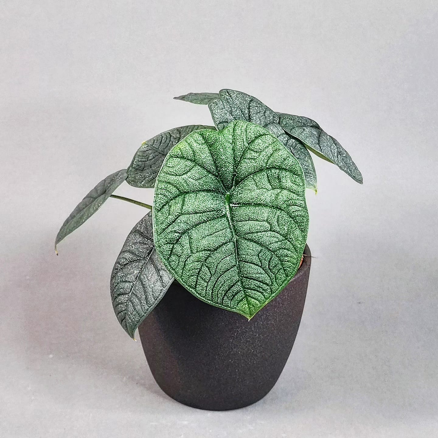 Alocasia Melo