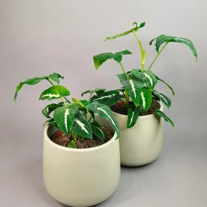 Syngonium Wendlandii