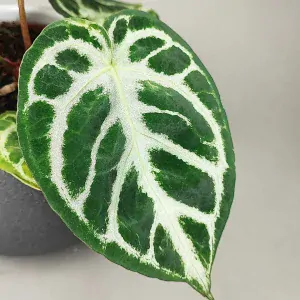 Anthurium silver Blush
