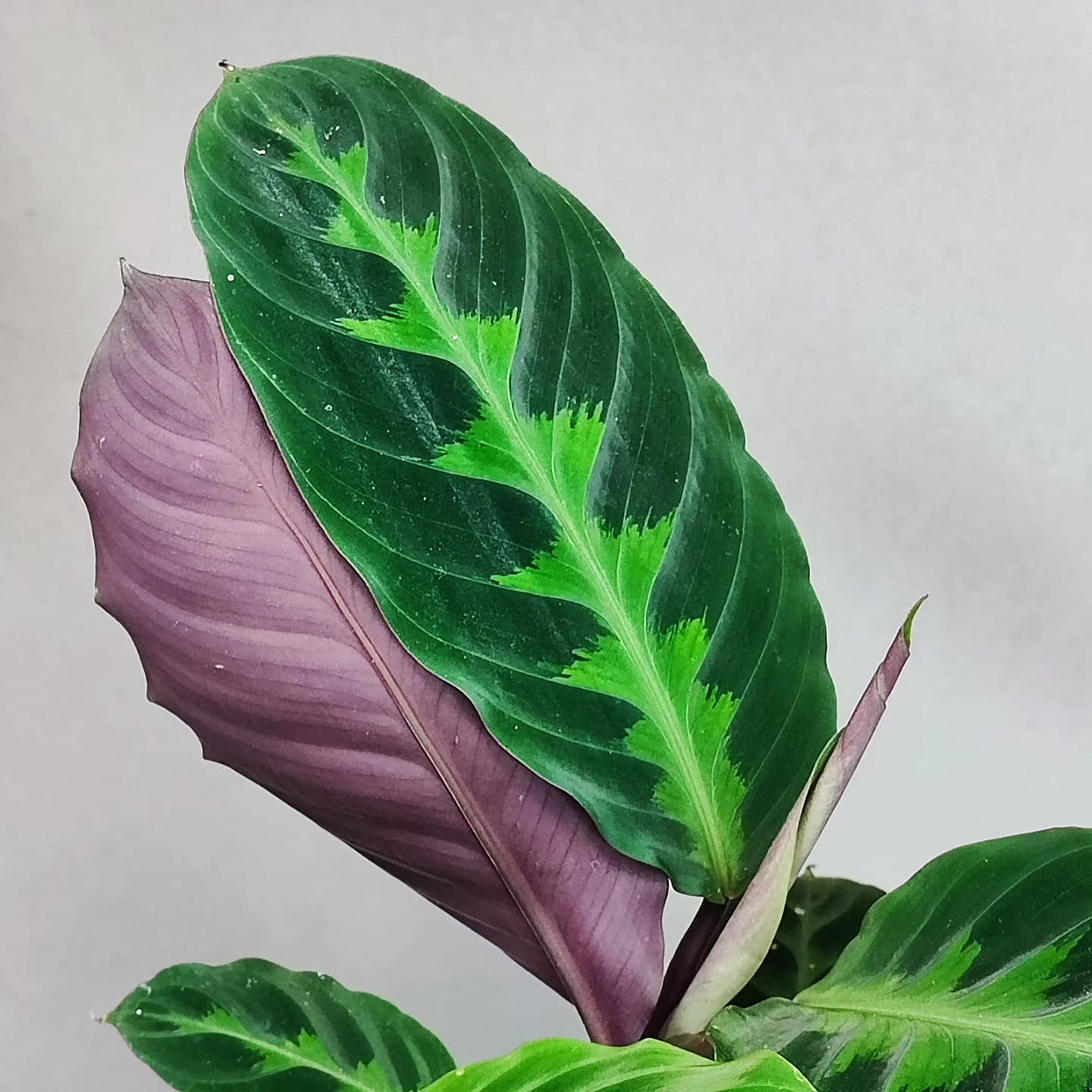 Calathea Warscewiczii