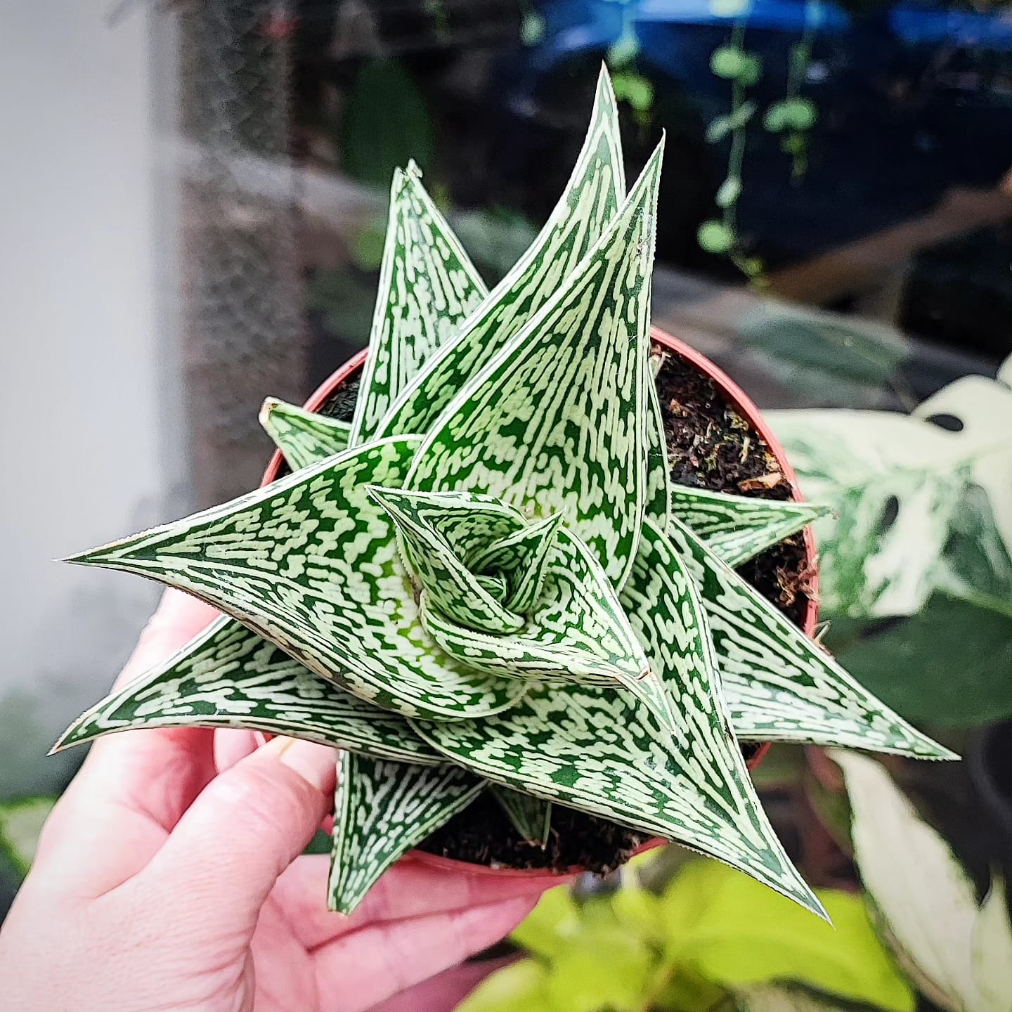Aloe Variegata Tribal