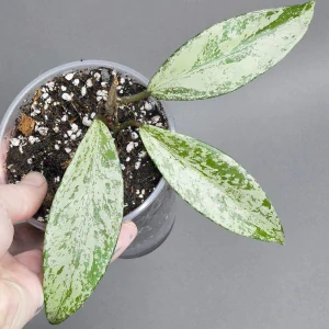 Hoya Pubicalyx Splash