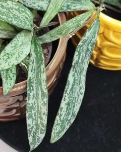 Hoya Sigillatis