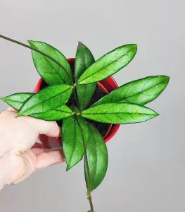 Hoya crassipetiolata