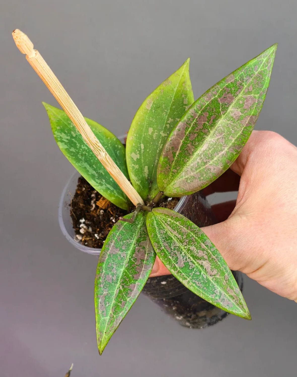 Hoya Wibergiae