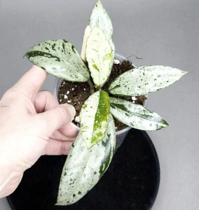 Hoya carnosa Wilbur Graves Russia