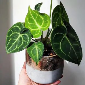 Anthurium clarinervum