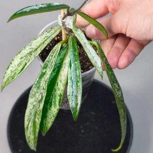 Hoya cv. Minibelle silver splash