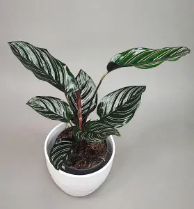 Calathea sanderiana