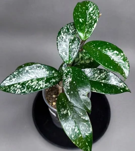 Hoya Carnosa Silver Dust