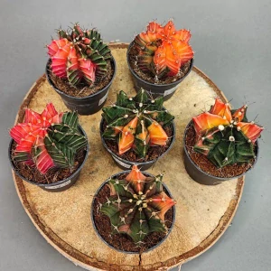 Gymnocalycium Variegata