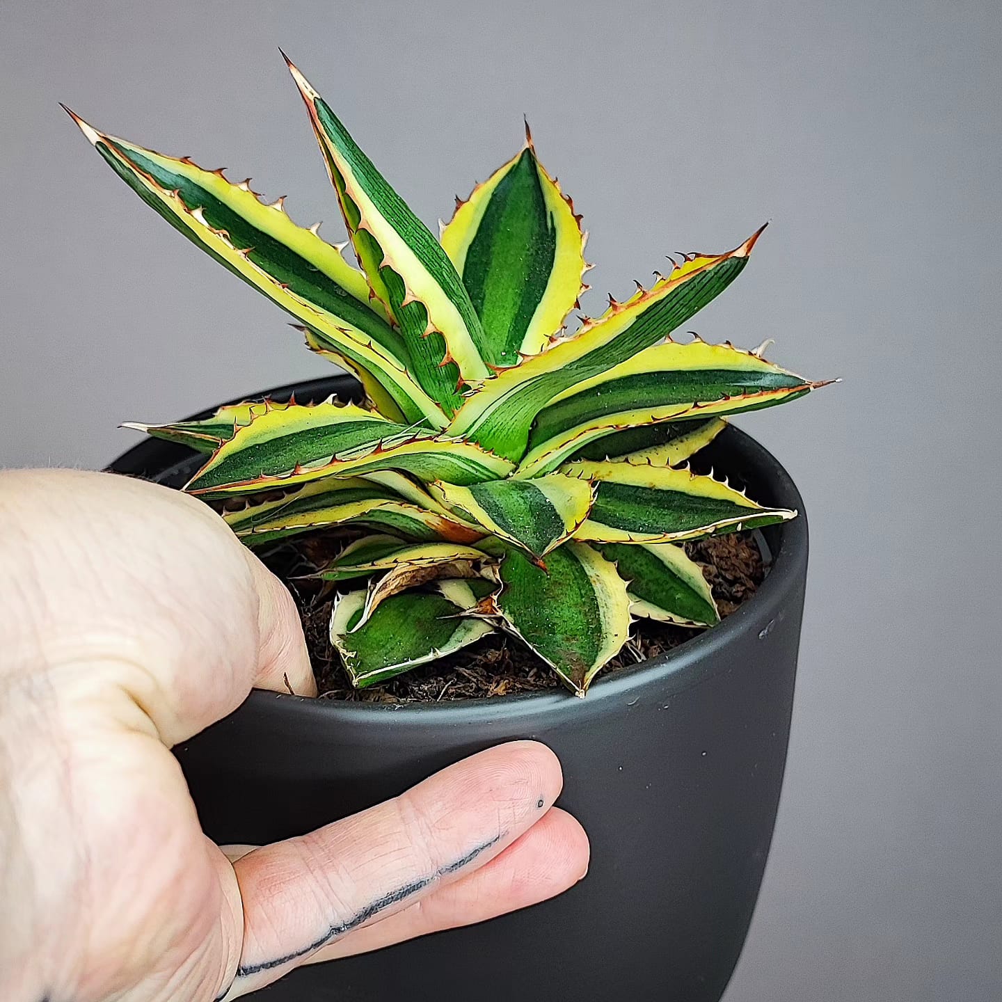 Agave univittata Qadricolor