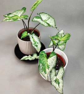 Syngonium Three Kings