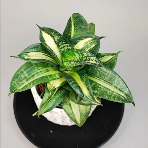 Sansevieria Hahnii Spiral Star