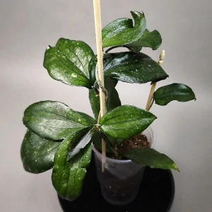 Hoya Erythrina