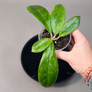 Hoya finlaysonii Laila