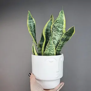Sansevieria Futura Superba
