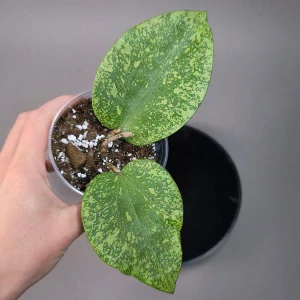 Hoya Glabra giant Splash