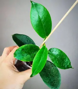 Hoya albiflora