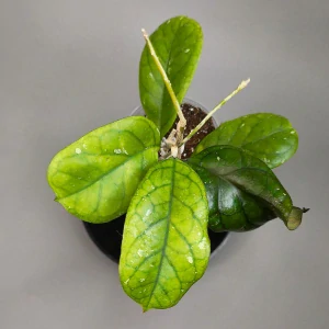 Hoya cv. Viola