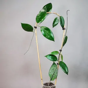 Hoya Cinnamomifolia