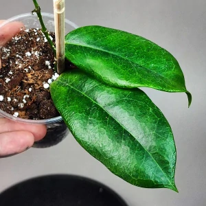 Hoya subcalva