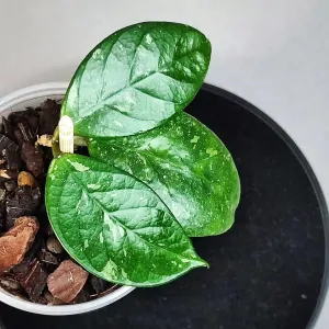 Hoya Arnottiana splash