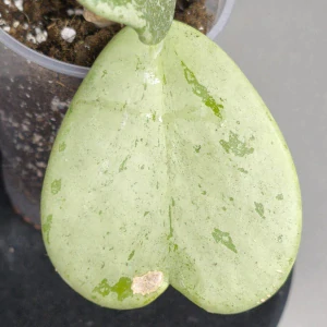 Hoya kerrii Splash