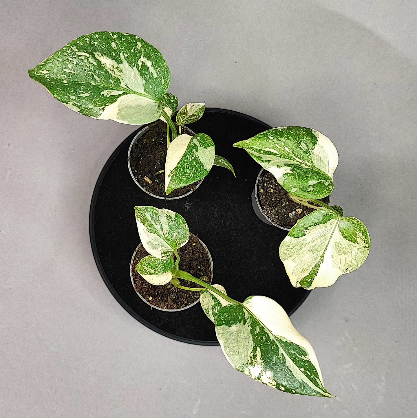 Monstera Deliciosa Thai constellation baby