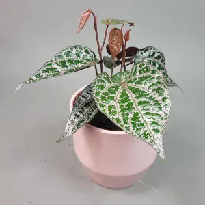 Celebeský pepř (Piper crocatum)