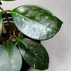 Hoya 'David's Green Cup'