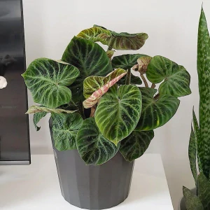 Philodendron Verucossum
