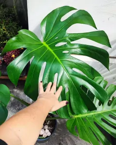 Monstera deliciosa Liebm