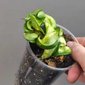 Hoya compacta Mauna Loa