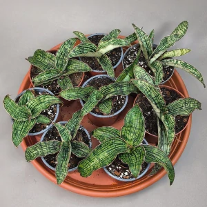 Sansevieria cv. Cleopatra