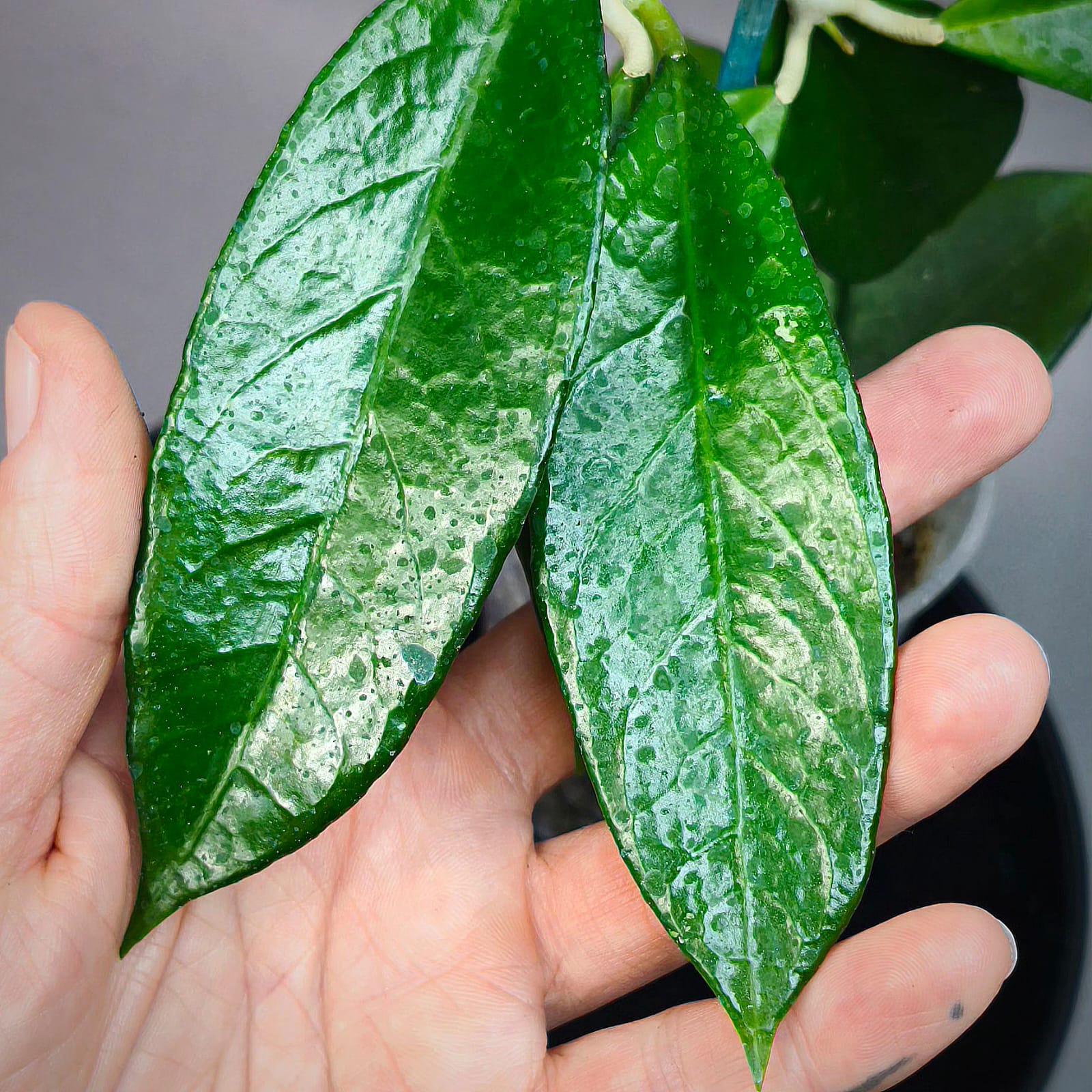 Hoya sp Timor Leste