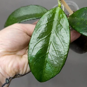 Hoya sp Timor Leste