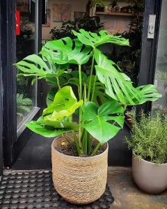 Monstera deliciosa large form