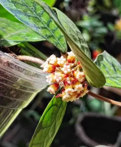 Hoya sp. Kalimantan IML 1168